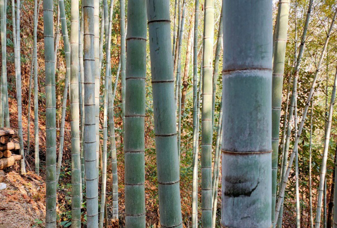 Ningguo Kuntai Bamboo and Wood Co., Ltd.